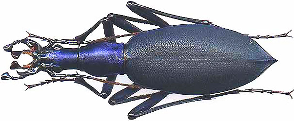 http://www.gorodinski.ru/carabus/Damaster blaptoides goliath.jpg